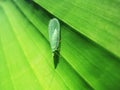 Green lacewing