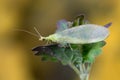 Green Lacewing Chrysopa perla, biological control of agriculture pests