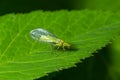 Green Lacewing, Chrysopa perla, hunting for aphids. It is an insect in the Chrysopidae family. The larvae are active