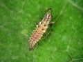 Green Lacewing, Chrysoperla carnea. Larva