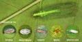 Green Lacewing, Chrysoperla carnea