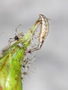 Green Lacewing Chrysopidae Larva