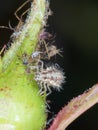 Green Lacewing Chrysopidae Larva