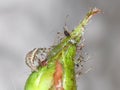 Green Lacewing Chrysopidae Larva Royalty Free Stock Photo