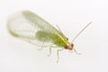 Green Lacewing Closeup Royalty Free Stock Photo