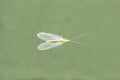 Green Lacewing insect. Chrysoperla carnea