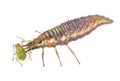 Green lacewing larva eating Aphid Royalty Free Stock Photo