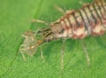 Green lacewing larva eating Aphid Royalty Free Stock Photo