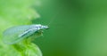 Green lacewing Royalty Free Stock Photo