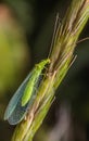 Green Lacewing on Plant Stem Royalty Free Stock Photo
