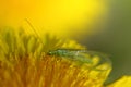 Green lacewings Royalty Free Stock Photo