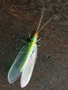 Green lacewings Royalty Free Stock Photo