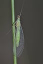 Green lacewings Royalty Free Stock Photo