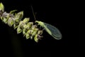 Green lacewings insect Royalty Free Stock Photo