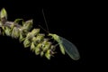 Green lacewings insect on the top of lifeline Royalty Free Stock Photo