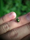 Green lady bug sitting on a hand Royalty Free Stock Photo