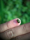 Green lady bug sitting on a hand Royalty Free Stock Photo