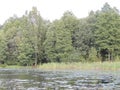 Green lake covered with leaves with reeds near the shore and bushes on the shore