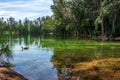 Green lake with duck and Australian pine tree Casuarina equisetifolia forest, woods - Wolf Lake Park, Davie, Florida, USA Royalty Free Stock Photo