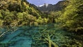 Green lake in jiuzhaigou national park in Sichuan, China Royalty Free Stock Photo