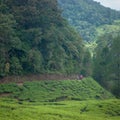 Green Lake Tourism Park at the Peak of Cisarua Bogor