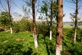 The green lakeside grassland