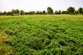 The green lakeside grassland