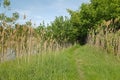 Green lakeside path