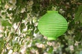 Green lampion hanging on a blooming Jasmine bush