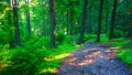 Green land footpath forest up in mountain Baisorii