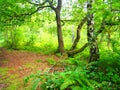 Green land forest time walk