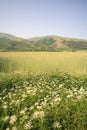 Green landscape Royalty Free Stock Photo