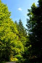Green landscape in Apuseni Mountains, Transylvania, in summer