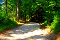 Green landscape in Apuseni Mountains, Transylvania, in summer