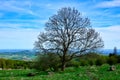 Green landscape with a big tree, stones, blue sky