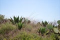 Green landscape with blue sky cactus and nopales opuntia in mexico Royalty Free Stock Photo