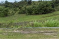 Green landscape of the countryside along the BR 324 highway