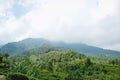 Green landscape in a foggy peak Royalty Free Stock Photo