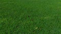 Green landscape. Fresh and green grassland on soccer fields or stadiums