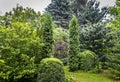 Green landscape of the garden: Magnolia Susan, Thuja occidentalis Columna, boxwood Buxus sempervirens, Picea pungens