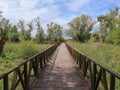 Green landscape of Kopacki Rit national park and beautiful, wooden pathway above water surfaces