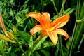 Orange lilly. Nice flowers in the garden in midsummer, in a sunny day. Royalty Free Stock Photo