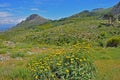 Green landscape on samos island, greece Royalty Free Stock Photo