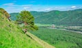 A green landscape, a view of a beautiful lone tree, pine, on the slope of a high mountain against the background of a river valley Royalty Free Stock Photo