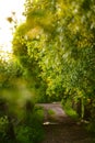 Green lane in a village in the rays of the setting sun