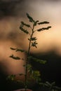 Green lants in the middle of the forest Royalty Free Stock Photo