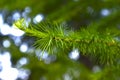 Green larch branch in the forest in summer Royalty Free Stock Photo