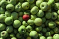 Lots of fresh raw apples. Green large apples of Granny Smith variety freshly picked from garden trees and lone red apple among Royalty Free Stock Photo