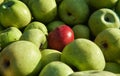 Lots of fresh raw apples. Green large apples of Granny Smith variety freshly picked from garden trees and lone red apple among Royalty Free Stock Photo