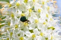 Green large beetle on a beautiful white flower. chafer on a spring day on a flower in the garden. selective focus Royalty Free Stock Photo